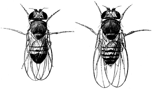 果蝇腹部简图图片