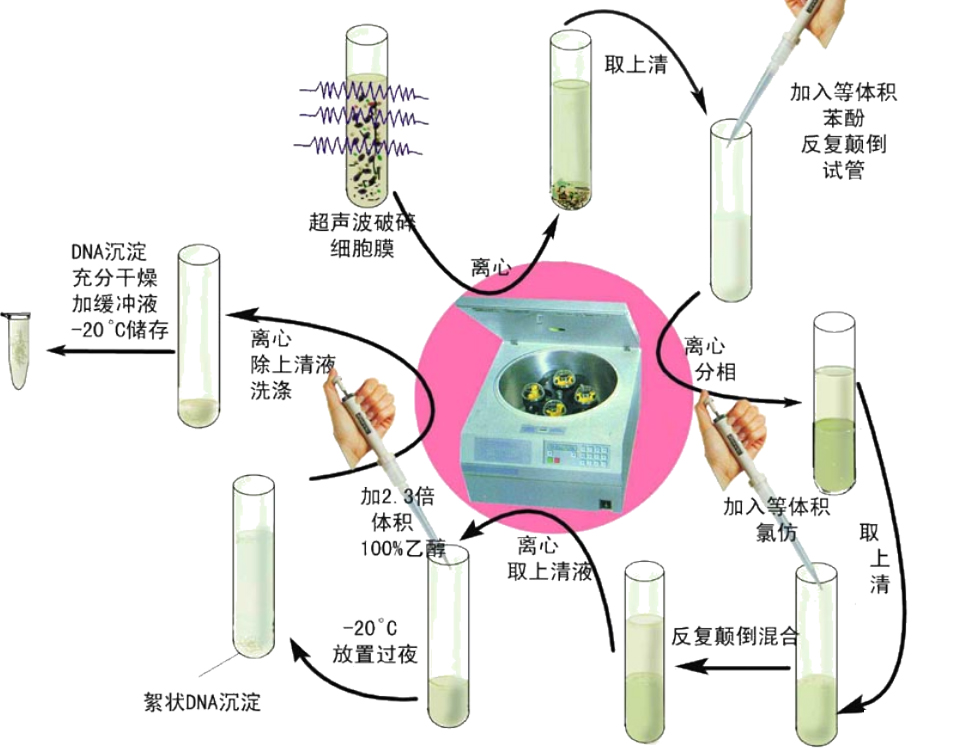 基因组DNA抽提——实验方法